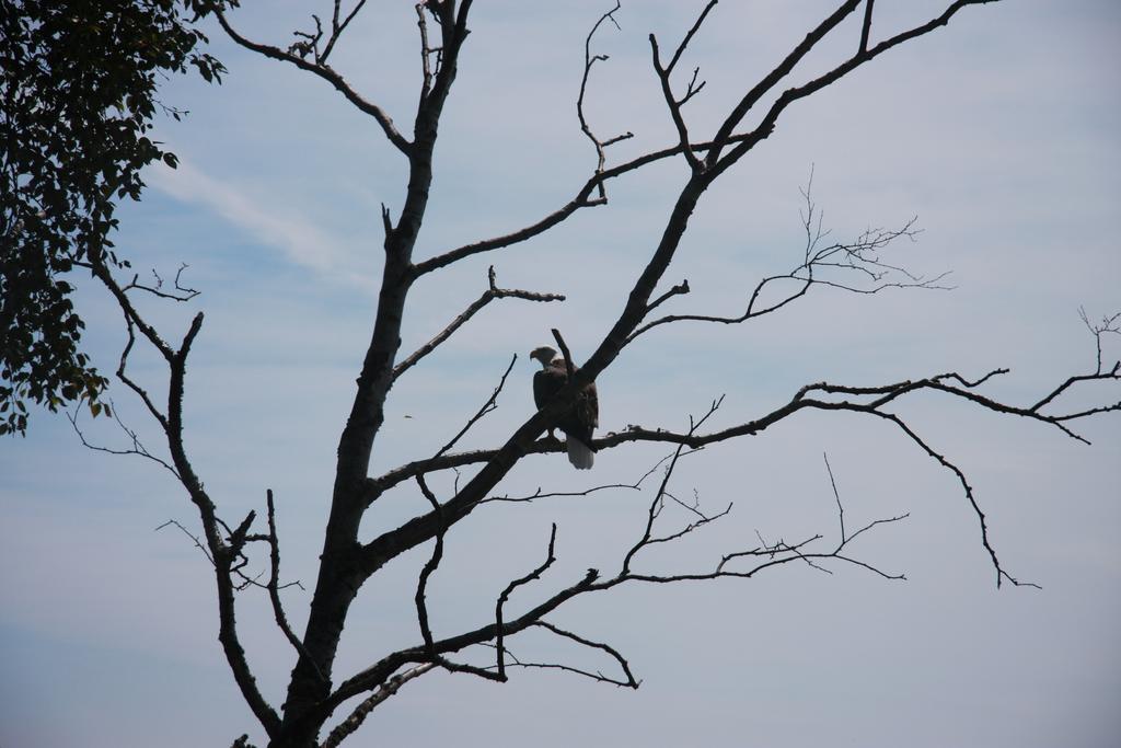Cliff Dweller On Lake Superior Tofte Екстер'єр фото